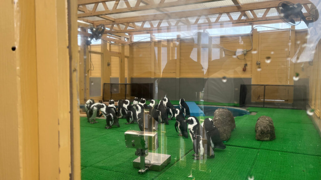 ケープペンギンの写真