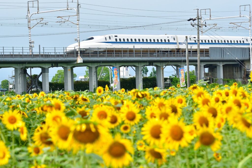 新幹線とひまわりの写真