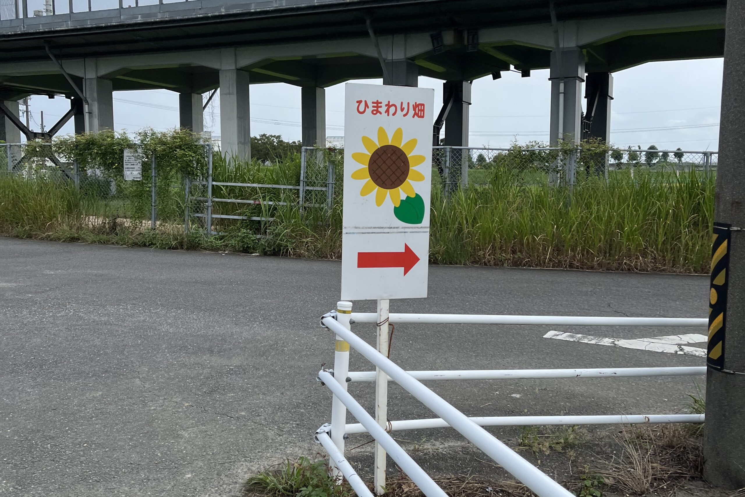 ひまわり畑までの道の写真