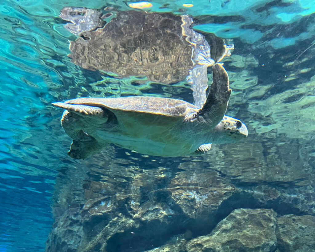 ウミガメの写真