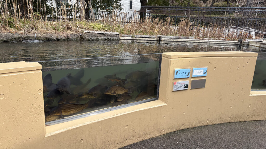 えさやり体験の水槽の写真