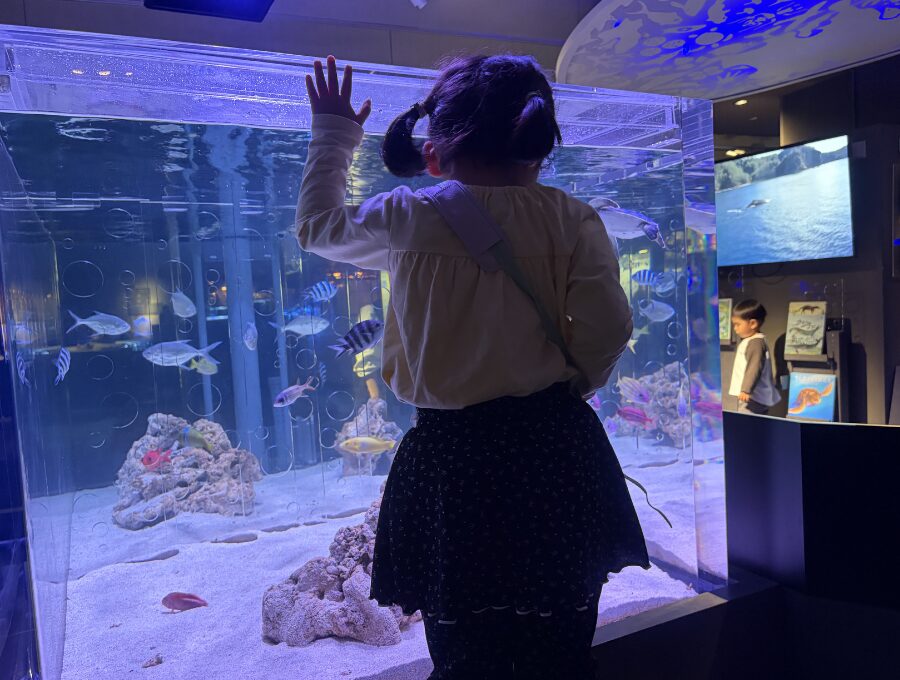 段付き水槽の写真